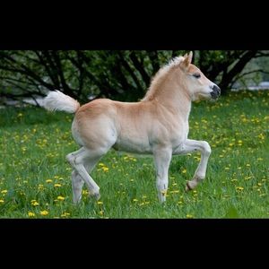 Meet your Posher, Kurumi